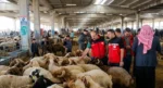 Kurban denetimleri 81 ilde sıkılaştırıldı