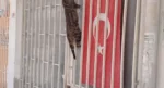“Annelik duygusu her canlıda aynıdır”