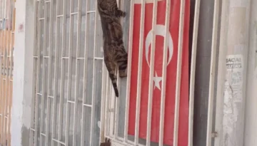 “Annelik duygusu her canlıda aynıdır”