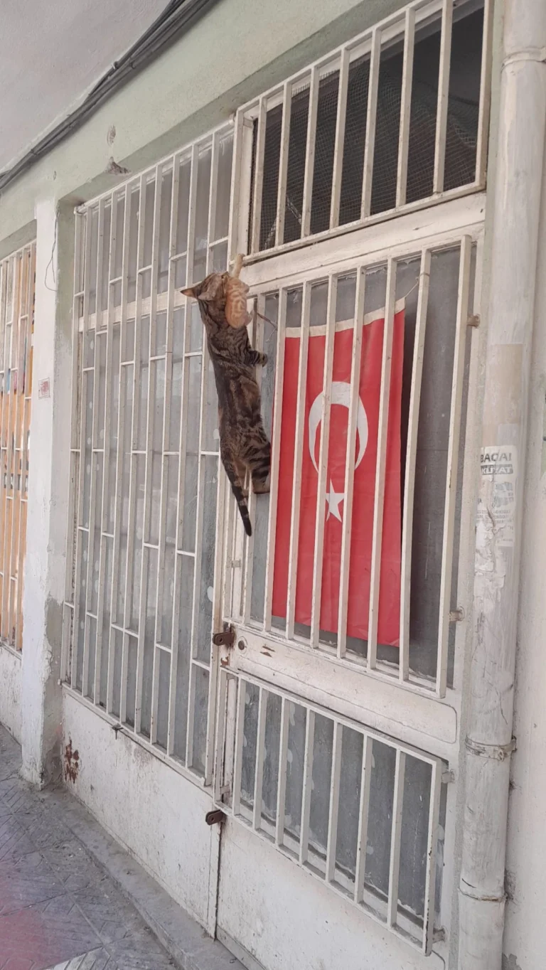 “Annelik duygusu her canlıda aynıdır”
