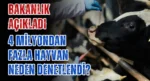 Bakanlık açıkladı! 4 milyondan fazla hayvan neden denetlendi?