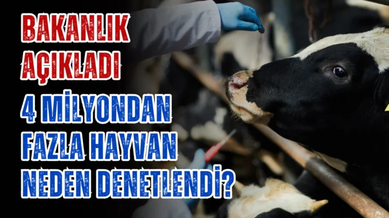 Bakanlık açıkladı! 4 milyondan fazla hayvan neden denetlendi?