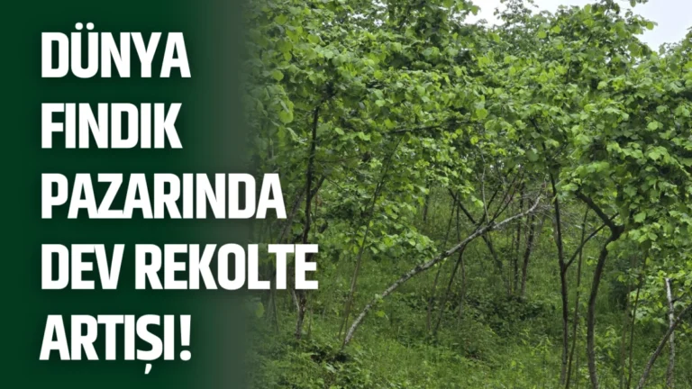 Dünya Fındık Pazarında Dev Rekolte Artışı!