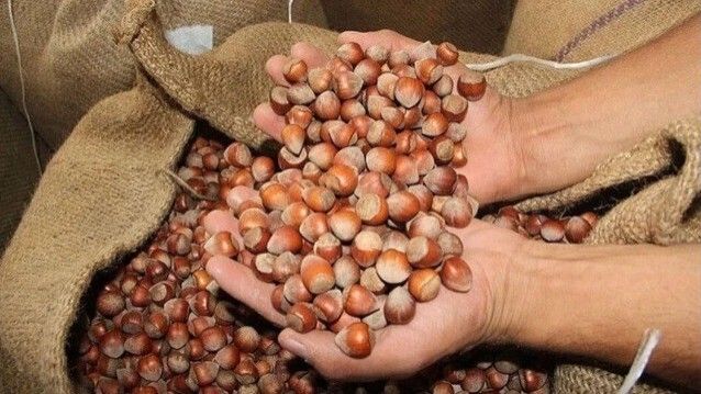 Ticaret Borsalarında 8 Ayda Kaç Ton Fındık İşlem Gördü?