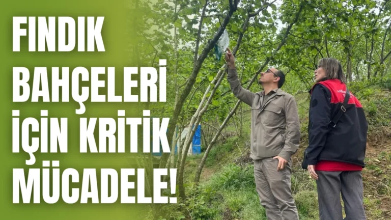 Fındık bahçeleri için kritik mücadele!