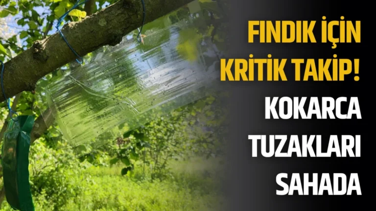 Fındık İçin Kritik Takip! Kokarca Tuzakları Sahada