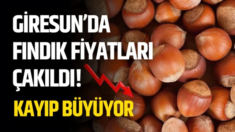 Giresun’da Fındık Fiyatları Çakıldı! Kayıp Büyüyor