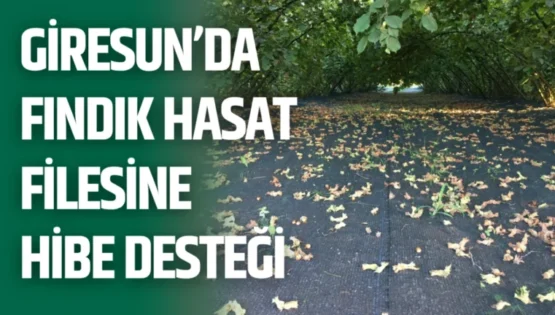 Giresun’da Fındık Hasat Filesine Hibe Desteği