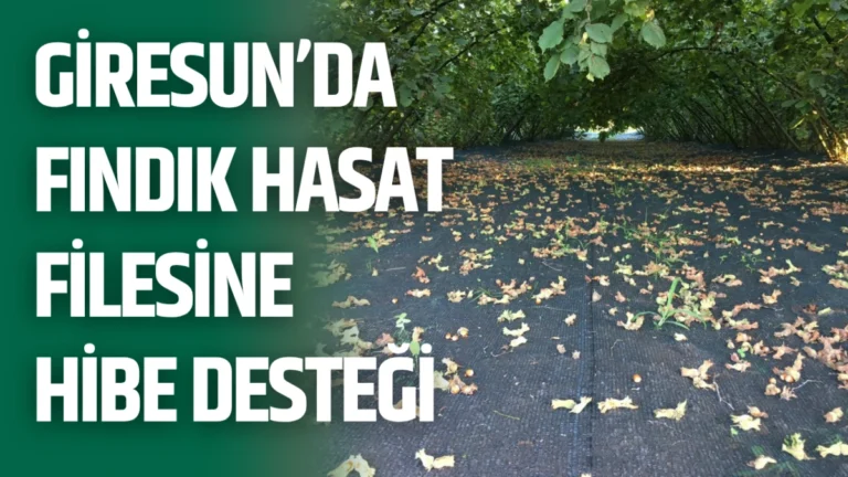 Giresun’da Fındık Hasat Filesine Hibe Desteği