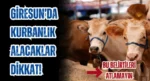 Giresun’da Kurbanlık Alacaklar Dikkat! Bu Belirtileri atlamayın