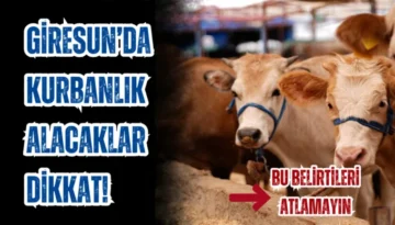 Giresun’da Kurbanlık Alacaklar Dikkat! Bu Belirtileri atlamayın
