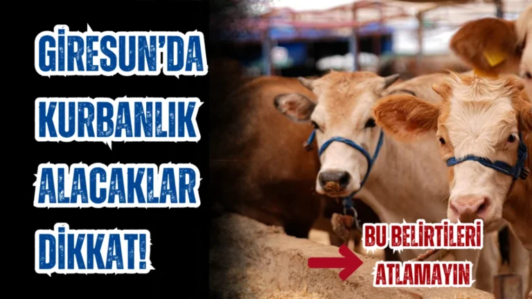 Giresun’da Kurbanlık Alacaklar Dikkat! Bu Belirtileri atlamayın