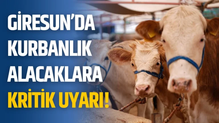 Giresun’da kurbanlık alacaklara kritik uyarı!