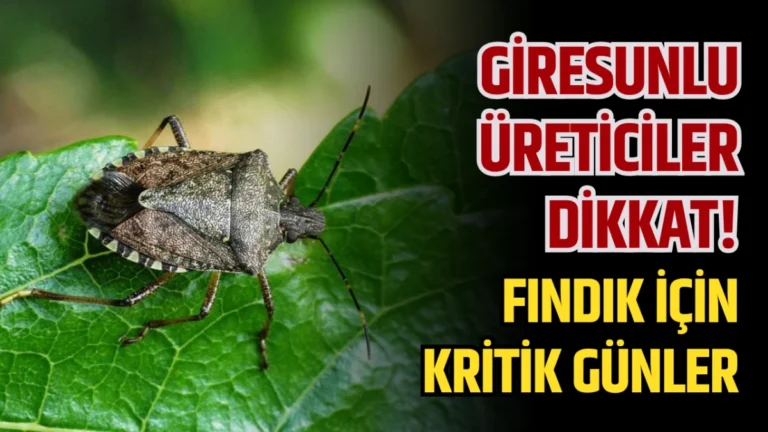 Giresunlu Üreticiler Dikkat! Fındık İçin Kritik Günler