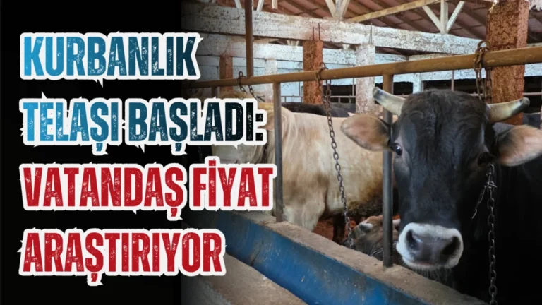 Kurbanlık telaşı başladı: Vatandaş fiyat araştırıyor