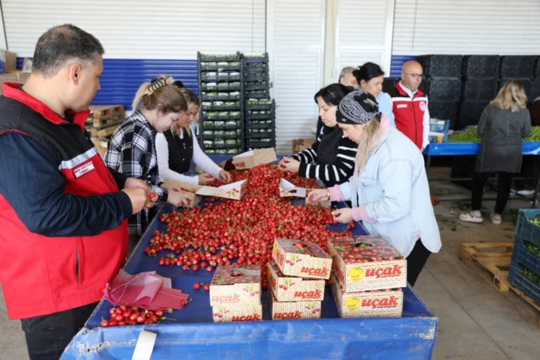 Manisa’da bereketli kiraz üreticinin yüzünü güldürüyor