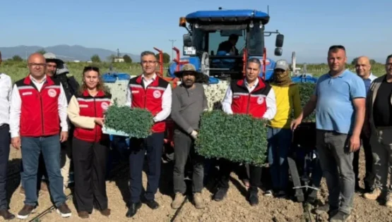 Manisa’da domates fideleri toprakla buluştu