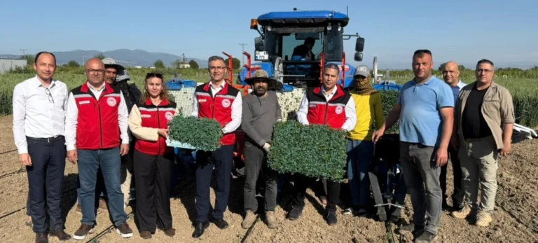 Manisa’da domates fideleri toprakla buluştu