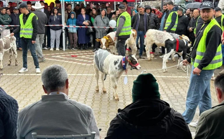 Ödemiş’in Sevgili Buzağıları Podyuma Çıktı!