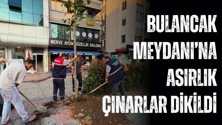 Bulancak Meydanı’na Asırlık Çınarlar Dikildi