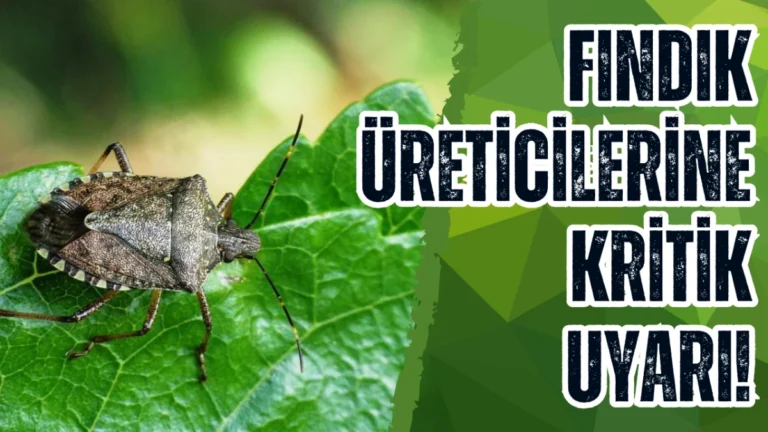 Fındık üreticilerine kritik uyarı!