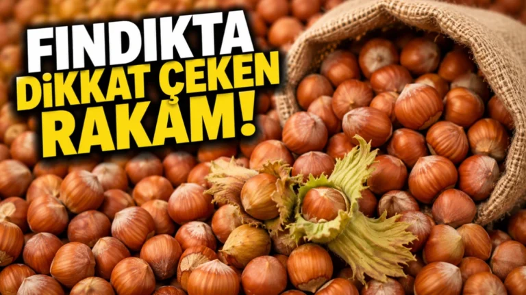 Fındıkta dikkat çeken rakam!