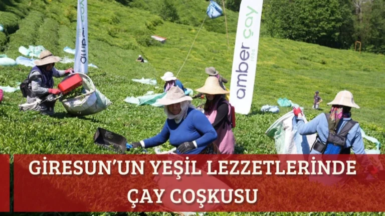 Giresun’un Yeşil Lezzetlerinde Çay Coşkusu